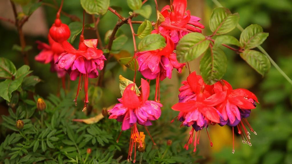 Senani Colonial Holiday Bungalow ヌワラ・エリヤ 部屋 写真